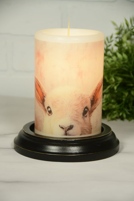 Shy Spring Lamb
